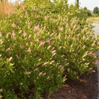 Orszelina olcholistna Pink Spire Clethra alnifolia 2