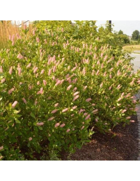 Pink Spire Clethra alnifolia Orszelina olcholistna
