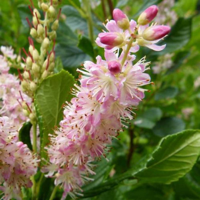 Orszelina olcholistna Clethra alnifolia Pink Spire