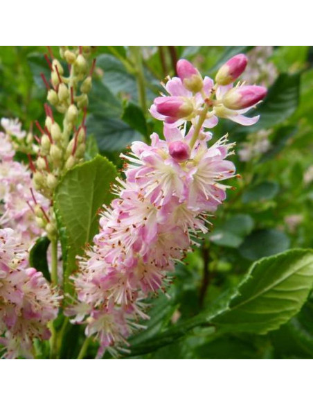 Orszelina olcholistna Clethra alnifolia Pink Spire