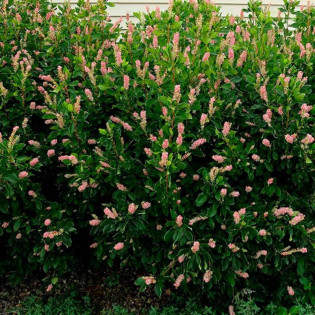 Orszelina olcholistna Clethra alnifolia Ruby Spice 2