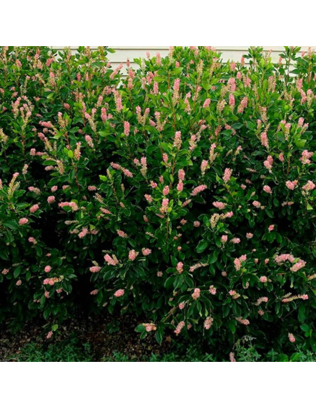 Orszelina olcholistna Ruby Spice Clethra alnifolia