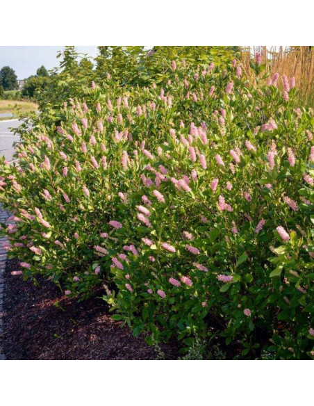 Ruby Spice Clethra alnifolia Orszelina olcholistna