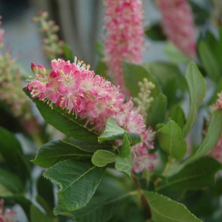 Orszelina olcholistna Clethra alnifolia Ruby Spice