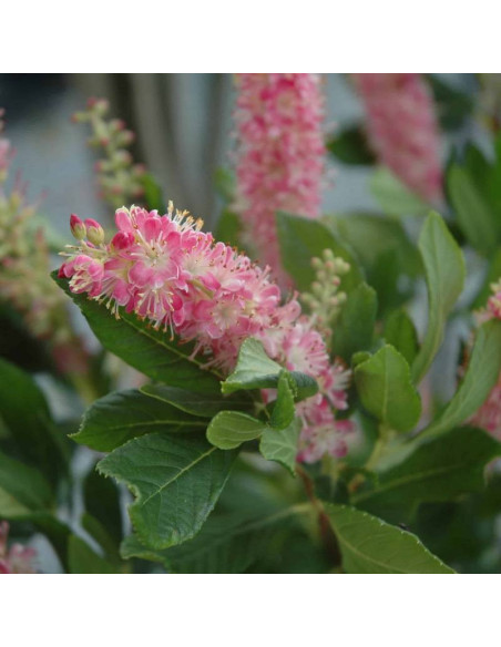 Orszelina olcholistna Clethra alnifolia Ruby Spice