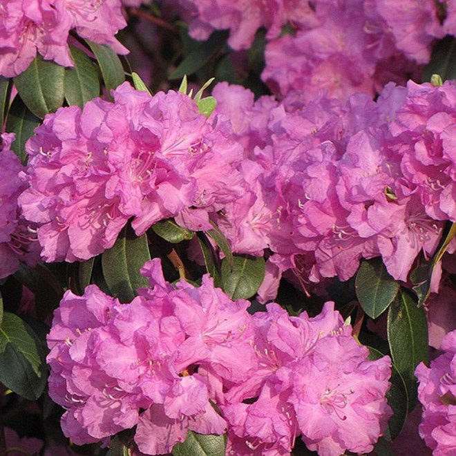 Różanecznik dahurski P.J.M.Elite Rhododendron dauricum