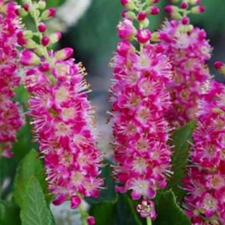 Orszelina olcholistna Clethra alnifolia