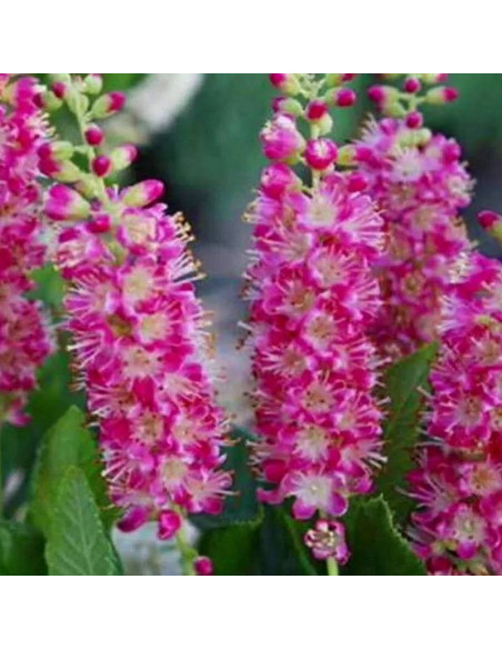 Orszelina olcholistna Clethra alnifolia