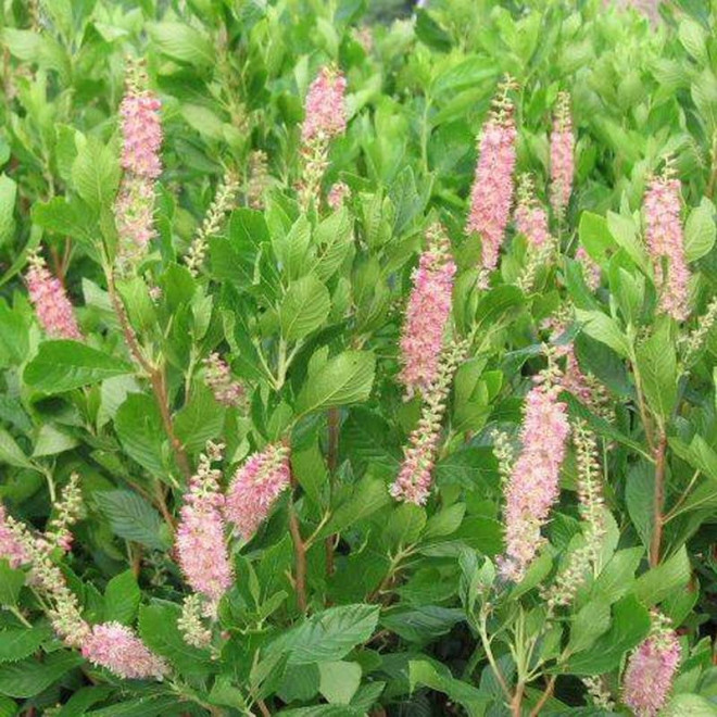 Clethra alnifolia Orszelina olcholistna