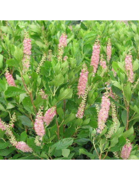 Clethra alnifolia Orszelina olcholistna