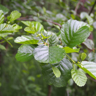 Olcha czarna Alnus glutinosa