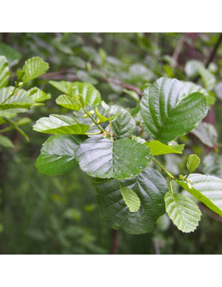 Olcha czarna Alnus glutinosa