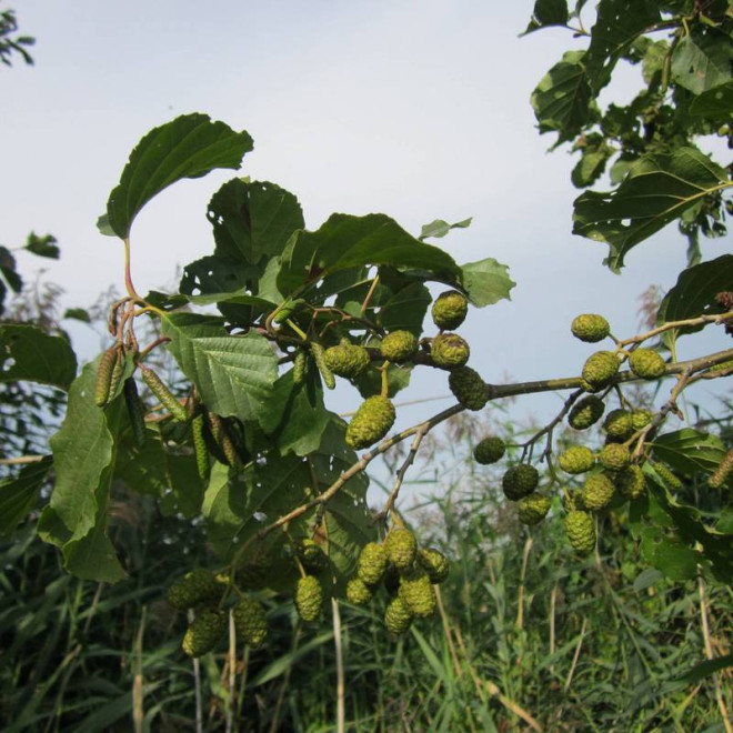 Alnus glutinosa Olcha czarna