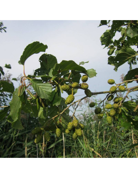 Alnus glutinosa Olcha czarna