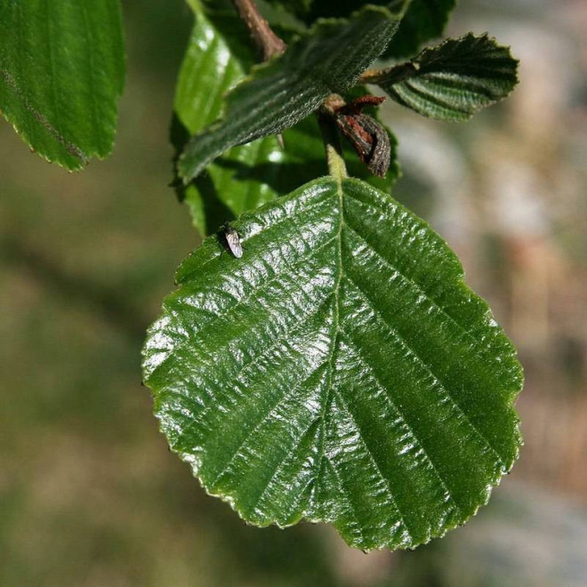 Czarna olcha  Alnus glutinosa