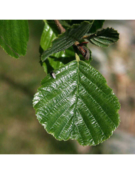 Czarna olcha  Alnus glutinosa