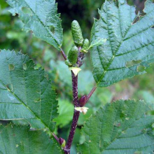 Alnus viridis Olcha zielona