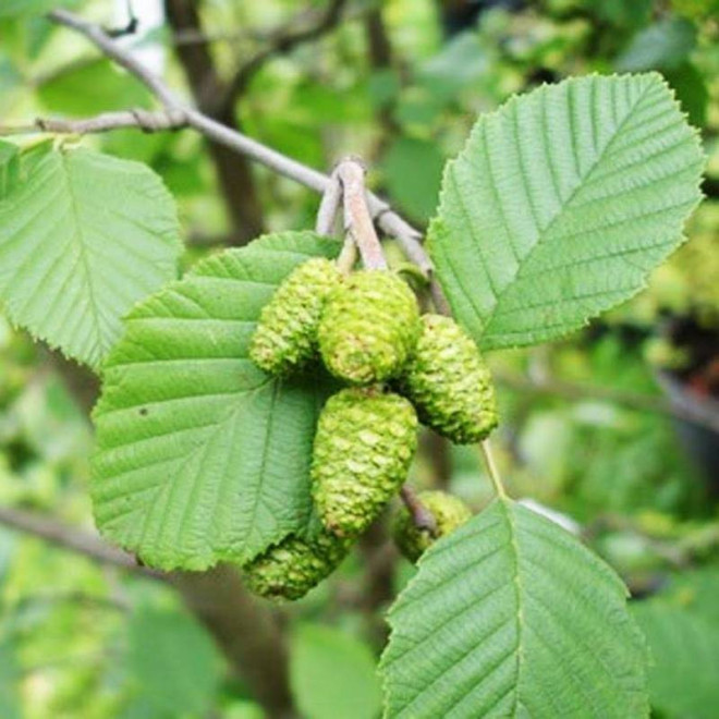 Olcha zielona Alnus viridis