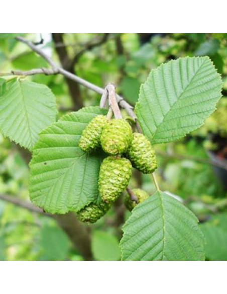 Olcha zielona Alnus viridis