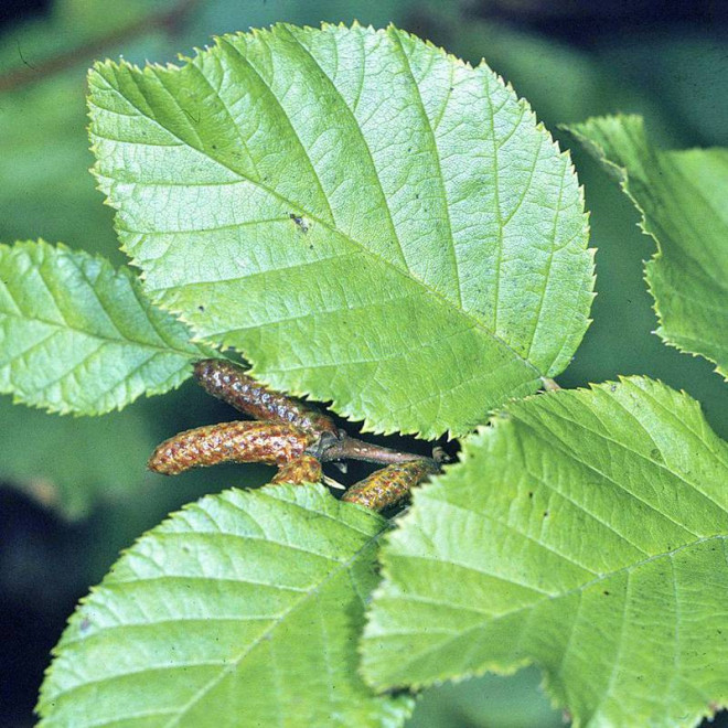 Zielona olcha Alnus viridis