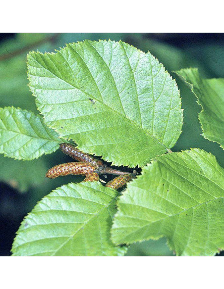Zielona olcha Alnus viridis
