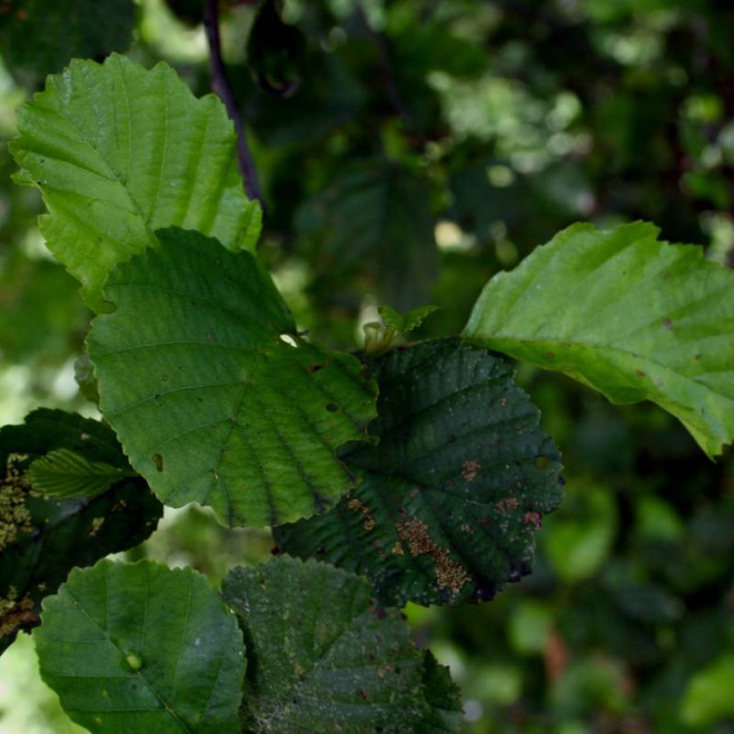 Olcha czarna Fastigiata Alnus glutinosa