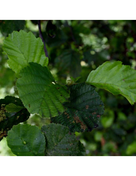 Olcha czarna Fastigiata Alnus glutinosa
