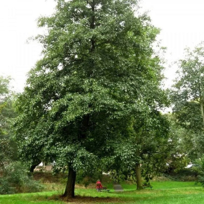 Fastigiata Alnus glutinosa Olcha czarna