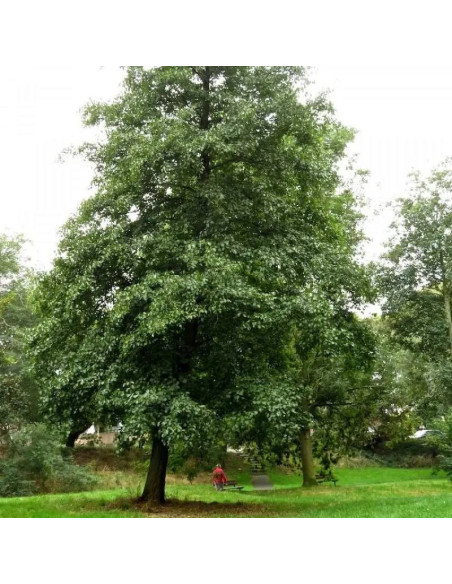 Fastigiata Alnus glutinosa Olcha czarna