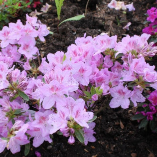 Azalia japońska Ledikanense Rhododendron obtusum