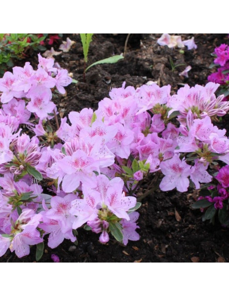 Azalia japońska Ledikanense Rhododendron obtusum