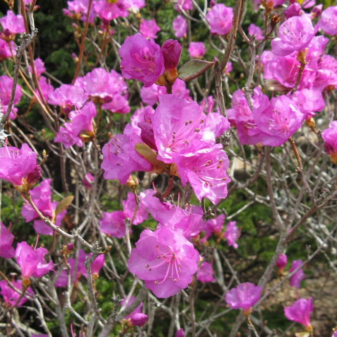 Różanecznik dahurski Regal Rhododendron dauricum