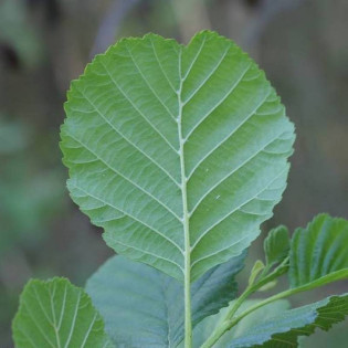 Olcha czarna Alnus glutinosa Fastigiata