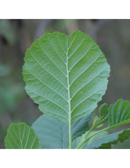 Olcha czarna Alnus glutinosa Fastigiata