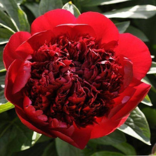 Red Charm Paeonia Piwonia