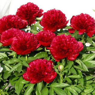 Red Charm Paeonia Piwonia 2