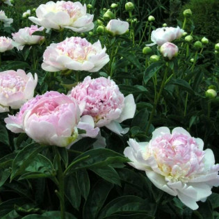 Piwonia Paeonia Raspberry Sundae