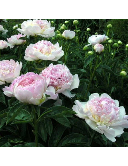 Piwonia Paeonia Raspberry Sundae