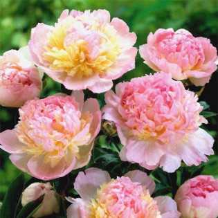 Piwonia Paeonia Raspberry Sundae 2