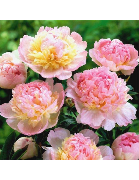 Piwonia Raspberry Sundae Paeonia