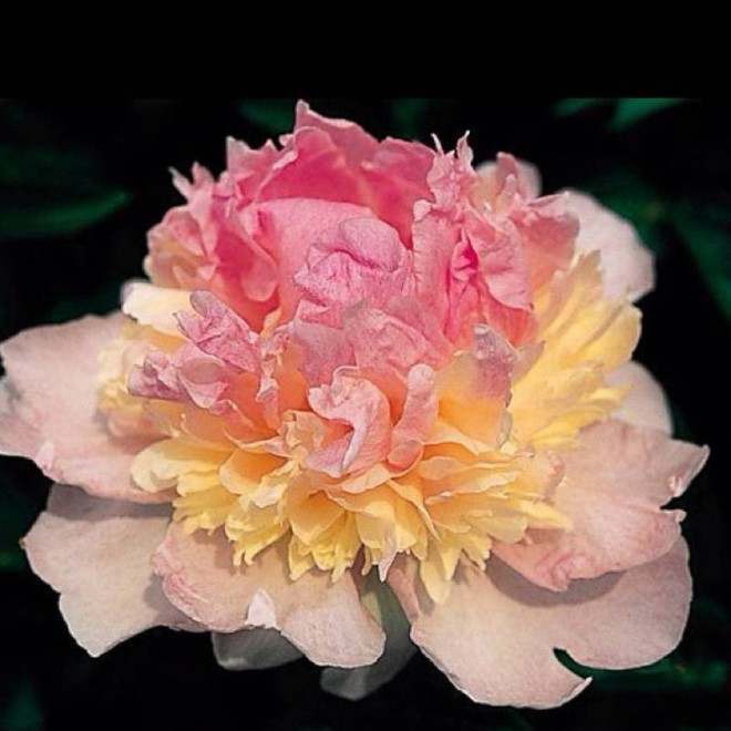 Paeonia Piwonia Raspberry Sundae
