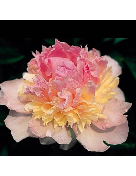 Paeonia Piwonia Raspberry Sundae