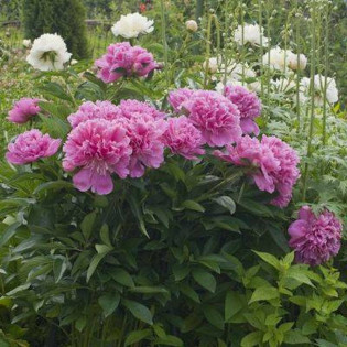 Profesor Wójcicki Paeonia Piwonia