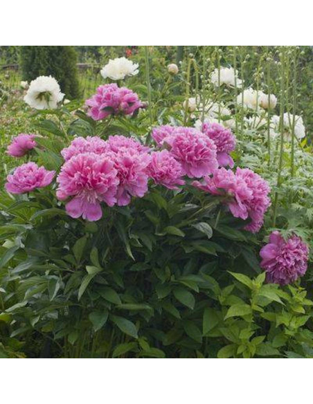 Profesor Wójcicki Paeonia Piwonia