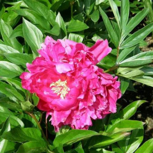 Profesor Wójcicki Paeonia Piwonia 2