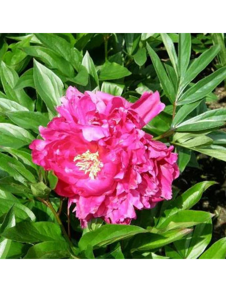 Piwonia Profesor Wójcicki Paeonia
