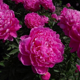 Piwonia Princess Margaret Paeonia