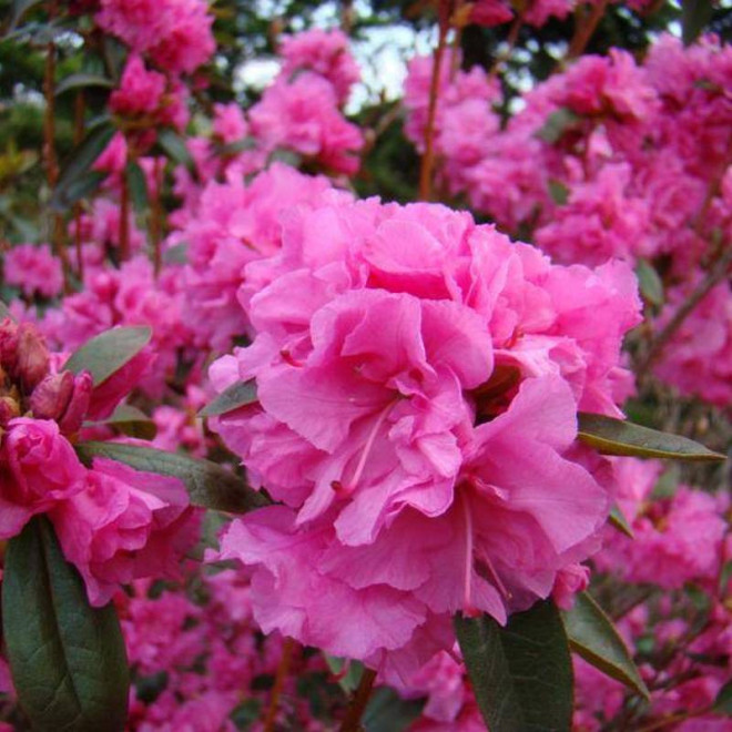 Różanecznik dahurski Stacatto Rhododendron dauricum