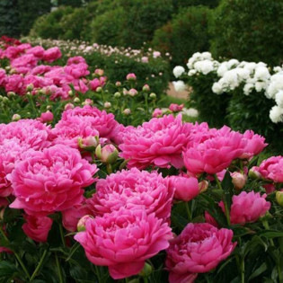 Piwonia Princess Margaret Paeonia 2