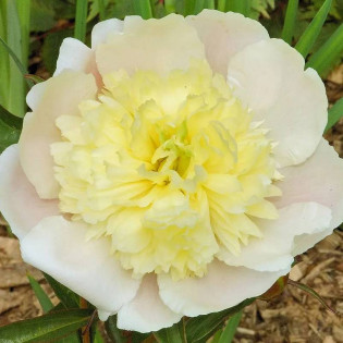 Primevère Paeonia Piwonia